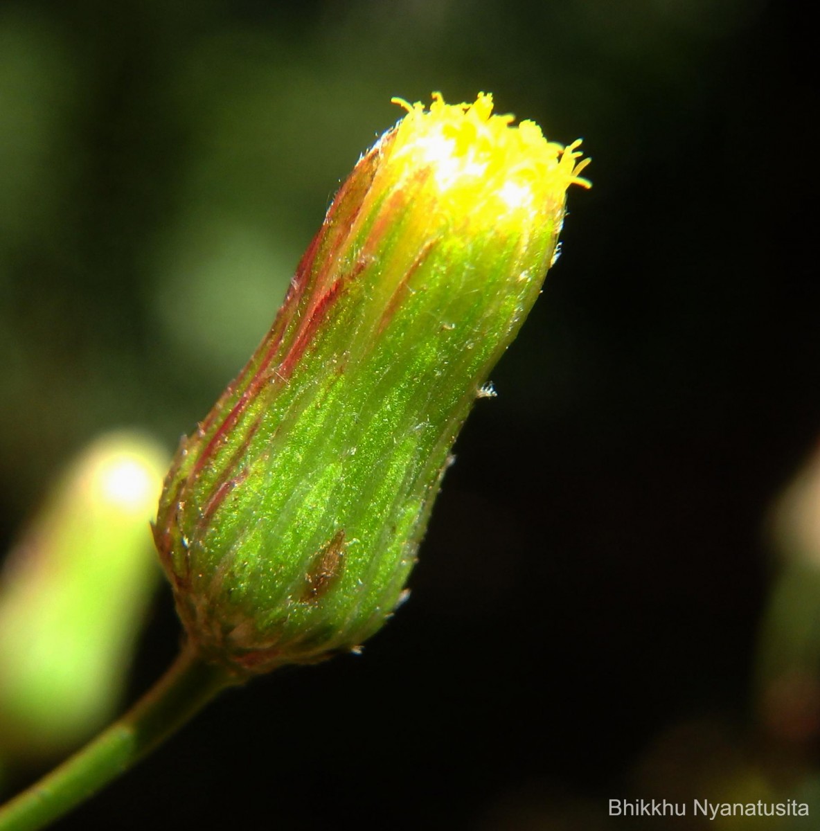 Pluchea paniculata (Willd.) Karthik. & Moorthy